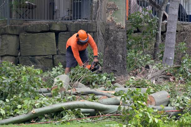 Best Stump Grinding and Removal  in Wesson, MS